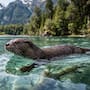 Después de 40 años sin registros sostenidos, el huillín volvió a aparecer en la Patagonia y los especialistas siguen sus rastros para determinar si esta nutria amenazada está regresando a los ambientes donde había desaparecido