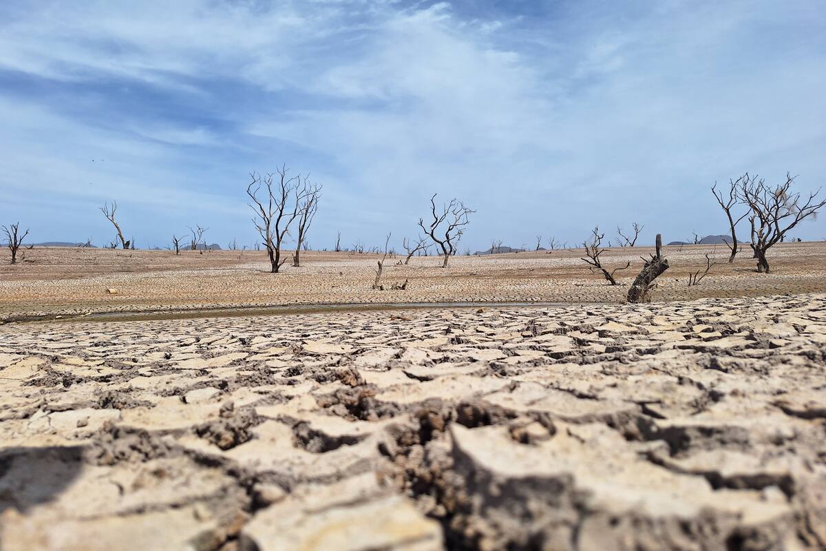 Sequía prolongada siembra incertidumbre en el Sur de Sonora: “Cada año se pone más difícil sin lluvia, sin agua”