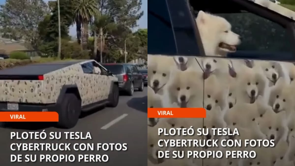 “Es su dinero”: dueño de Tesla tapiza su auto con fotos de su mascota