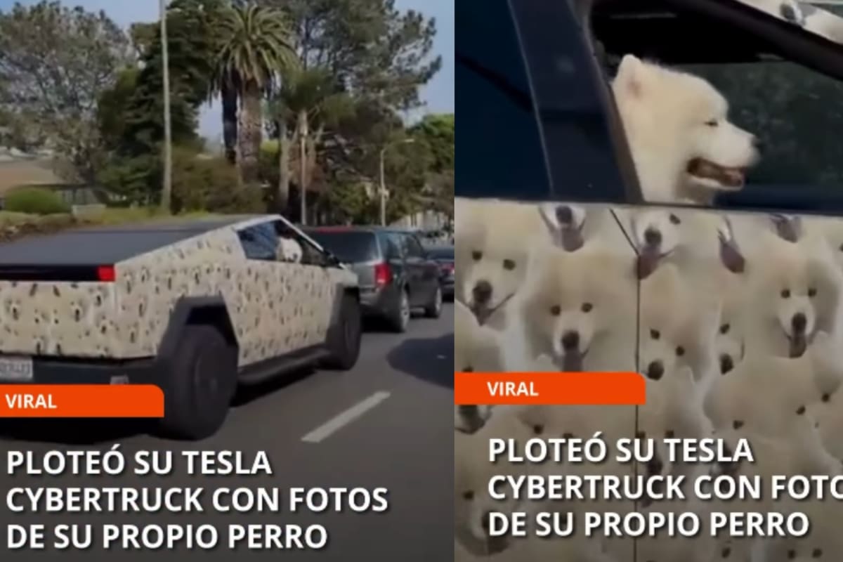 “Es su dinero”: dueño de Tesla tapiza su auto con fotos de su mascota