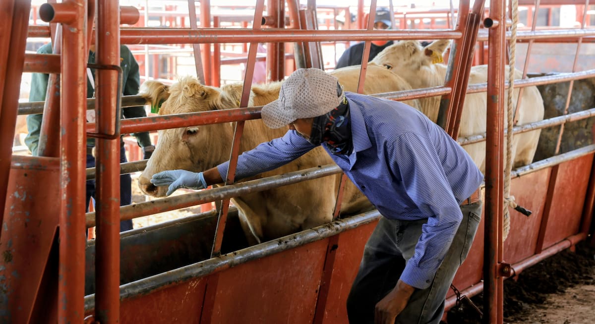 Un total de 719 reses sonorenses cruzaron hacia Estados Unidos por la estación cuarentenaria de Agua Prieta tras cumplir con las inspecciones sanitarias. FOTO: JULIÁN ORTEGA