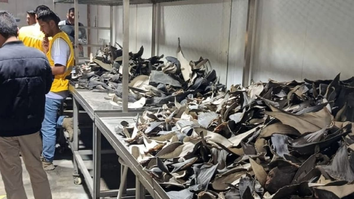 Perú y Estados Unidos incautan en el Callao 9.3 toneladas de aletas de tiburón, valoradas en más de 11.2 mdd en el mercado internacional; hay tres detenidos