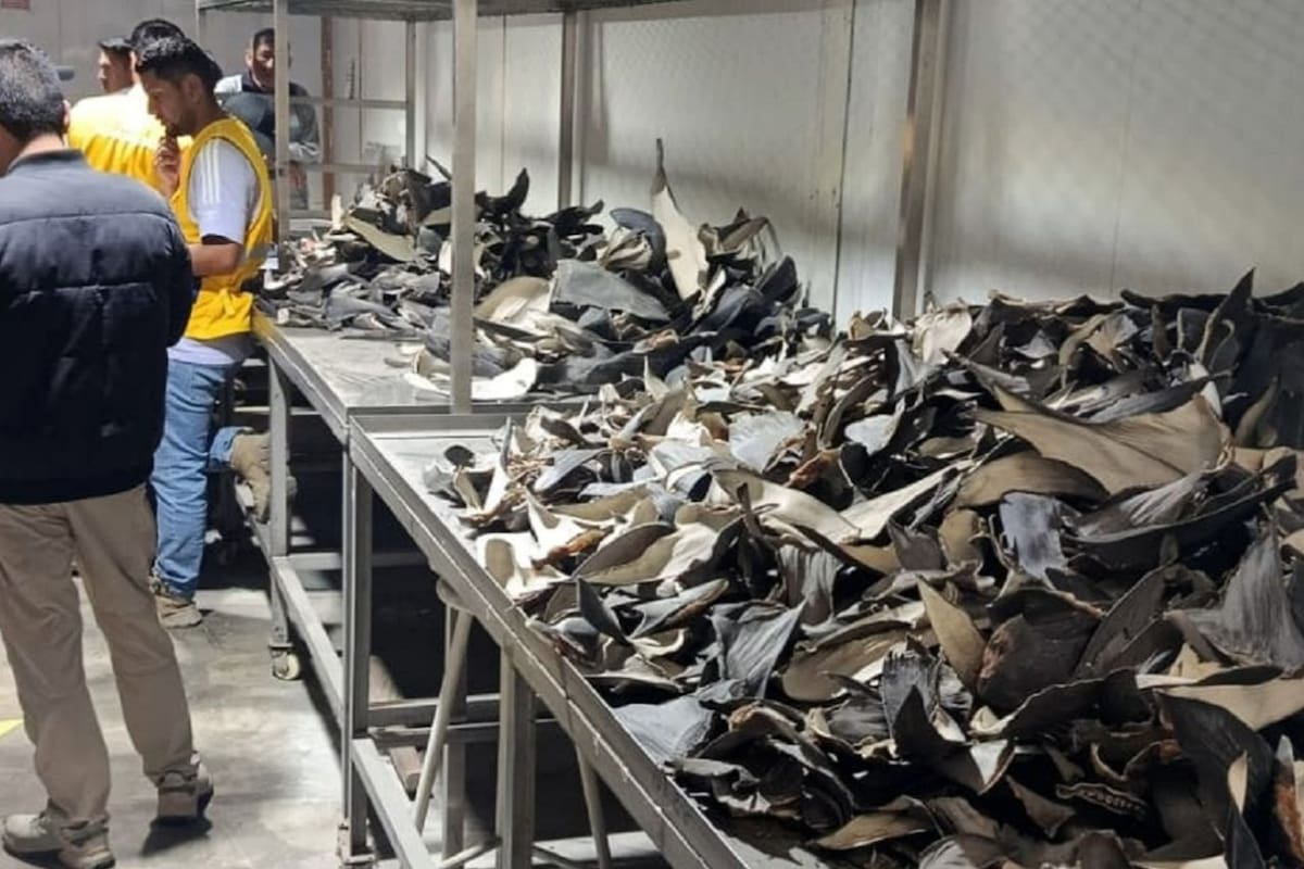 Perú y Estados Unidos incautan en el Callao 9.3 toneladas de aletas de tiburón, valoradas en más de 11.2 mdd en el mercado internacional; hay tres detenidos