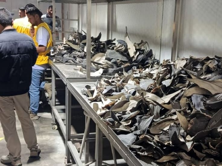 Perú y Estados Unidos incautan en el Callao 9.3 toneladas de aletas de tiburón, valoradas en más de 11.2 mdd en el mercado internacional; hay tres detenidos