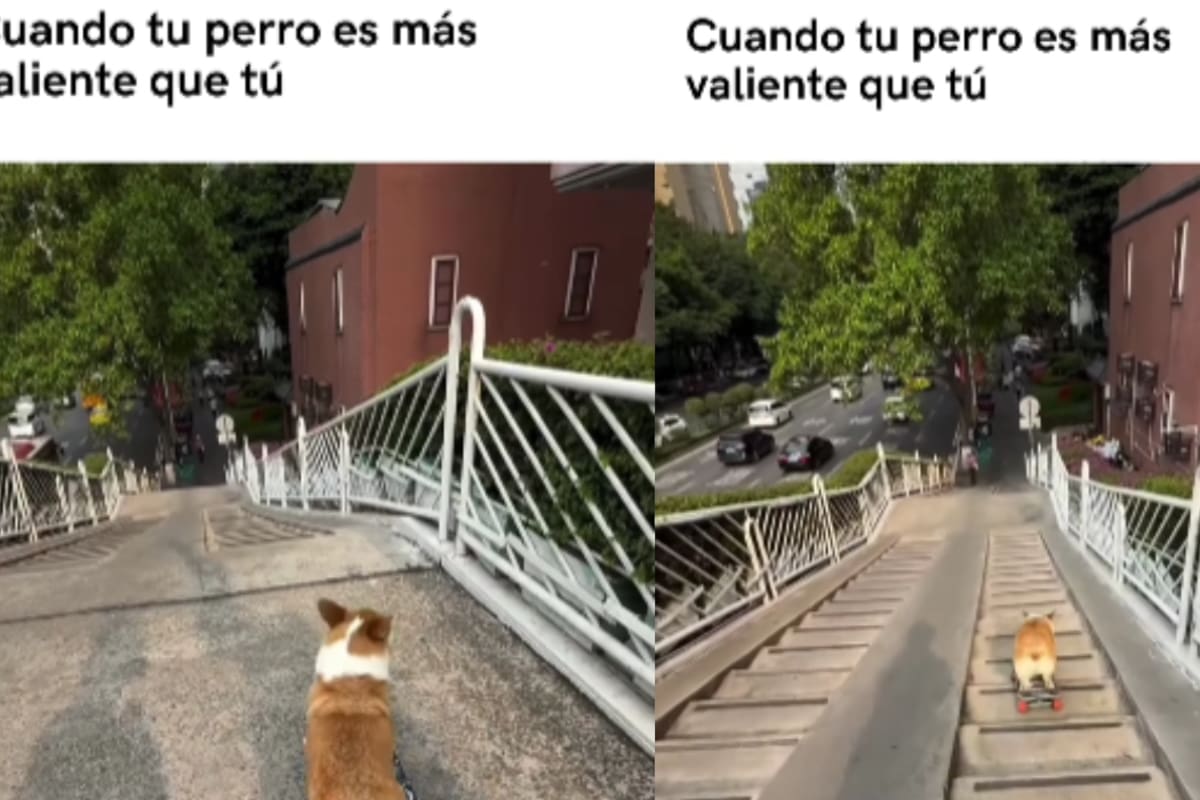Cuando tu perro es más valiente que tú”: can en patineta se lanza por una gran escalera y sorprende a todos