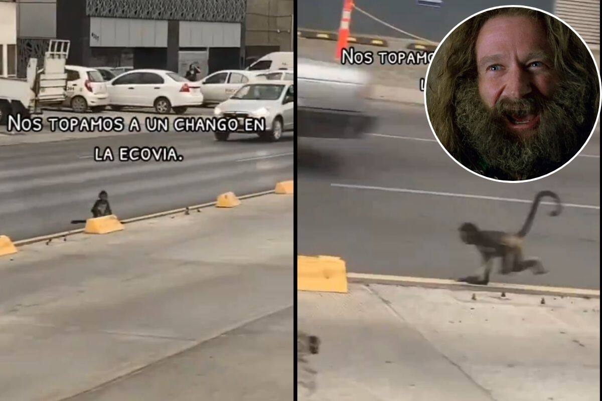VIDEO: Captan a mono caminando en calles de Monterrey, ¿'Jumanji’ regio?