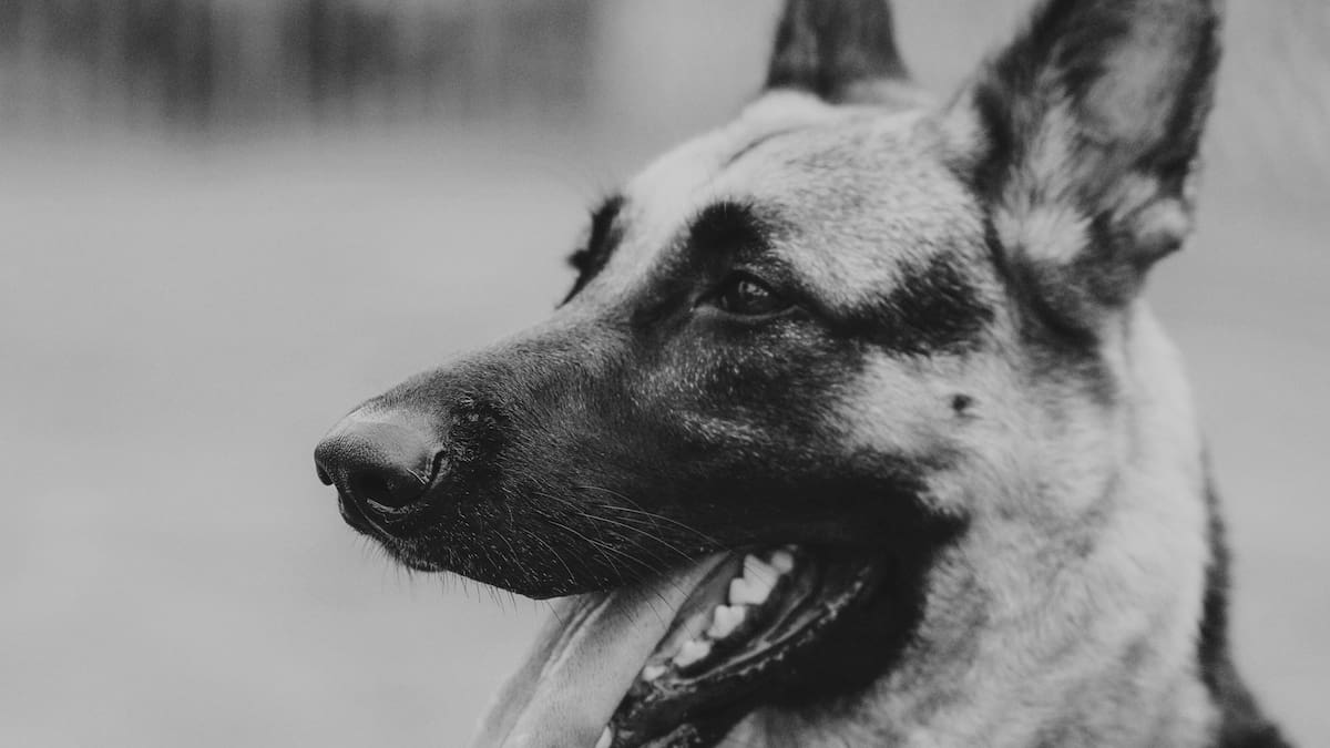 ¿Es delito matar a un perro policía en México? Caso ocurrido en Chihuahua abre debate legal tras la muerte del can Vico durante una intervención