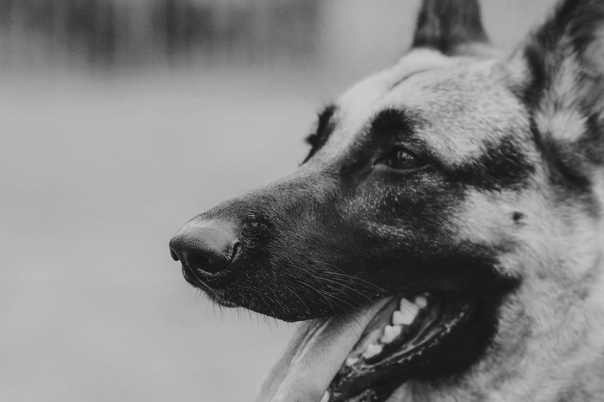 VIRAL: perro policía recibe placa de titanio tras años de servicio