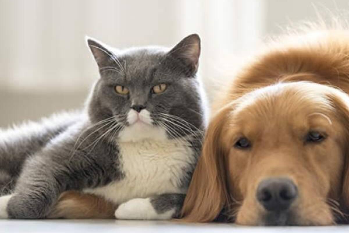 Anciana de Shanghái excluye a sus hijos y lega 4.3 millones de dólares a sus gatos y perros por sentirse descuidada