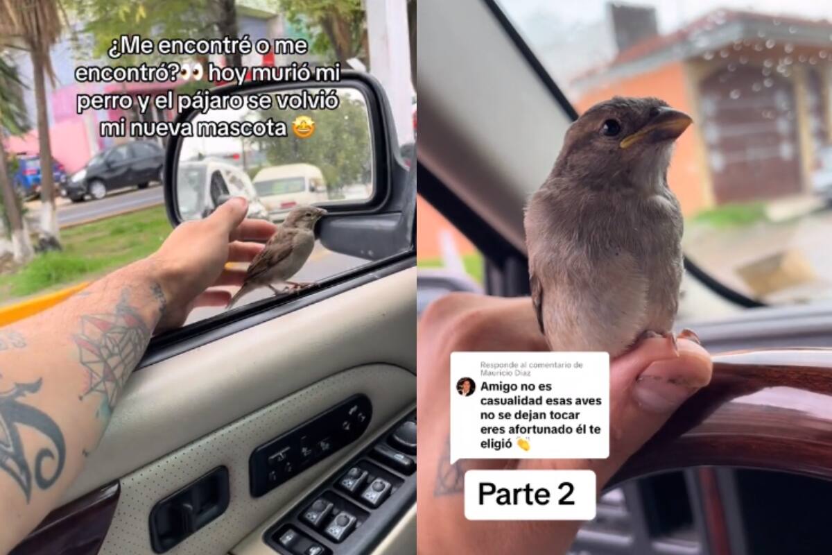 Joven es visitado por un pajarito silvestre justo el día en el que su perro falleció | TikTok