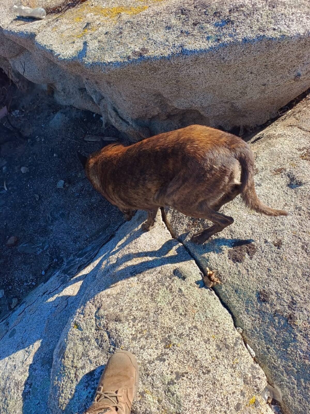 El binomio alertó en tres ocasiones, identificando una vértebra y dos fragmentos de hueso costal, correspondientes a lados derecho e izquierdo.