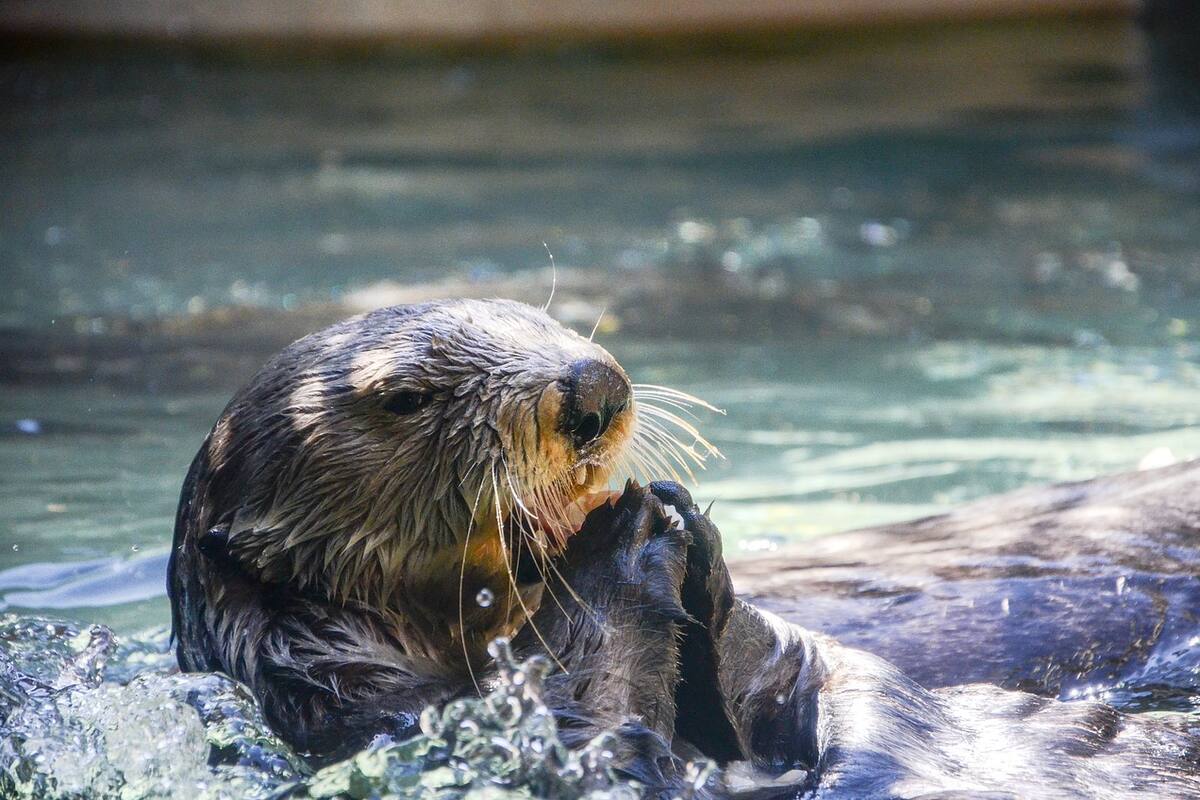Día Mundial de la Nutria: Datos sorprendentes que no sabías