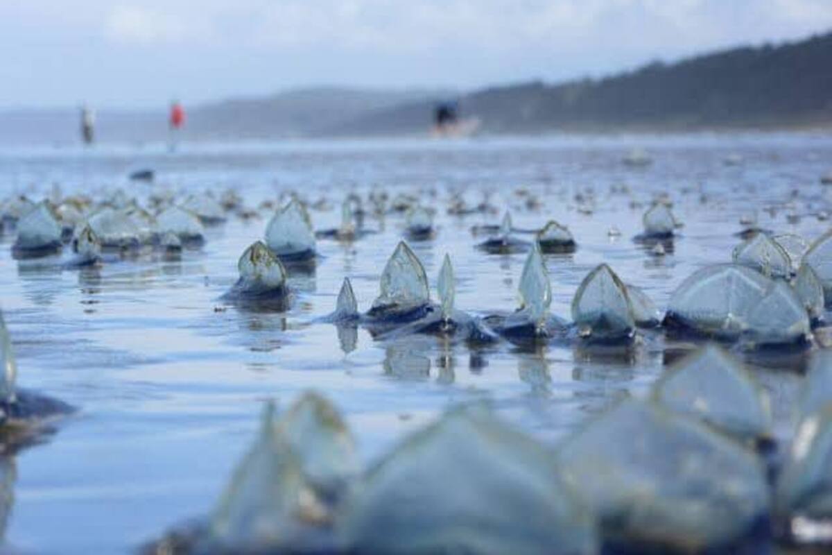 Advierten por medusas velero en playas de Tijuana