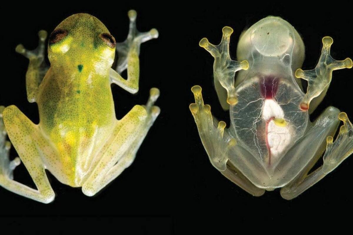 El gran secreto de las ranas de cristal