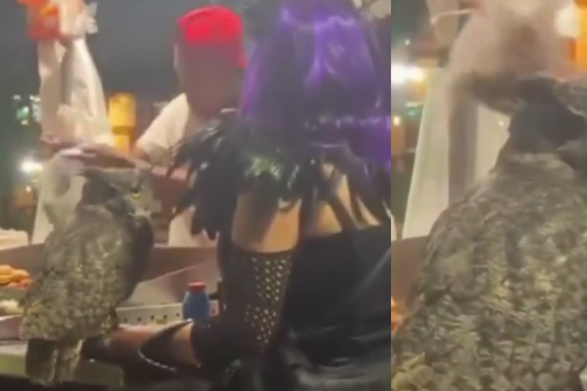 Un búho cornudo en un puesto de tacos: el video que volvió a sorprender a las redes