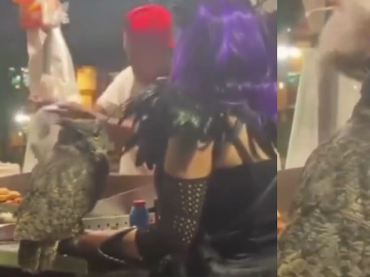 Un búho cornudo en un puesto de tacos: el video que volvió a sorprender a las redes