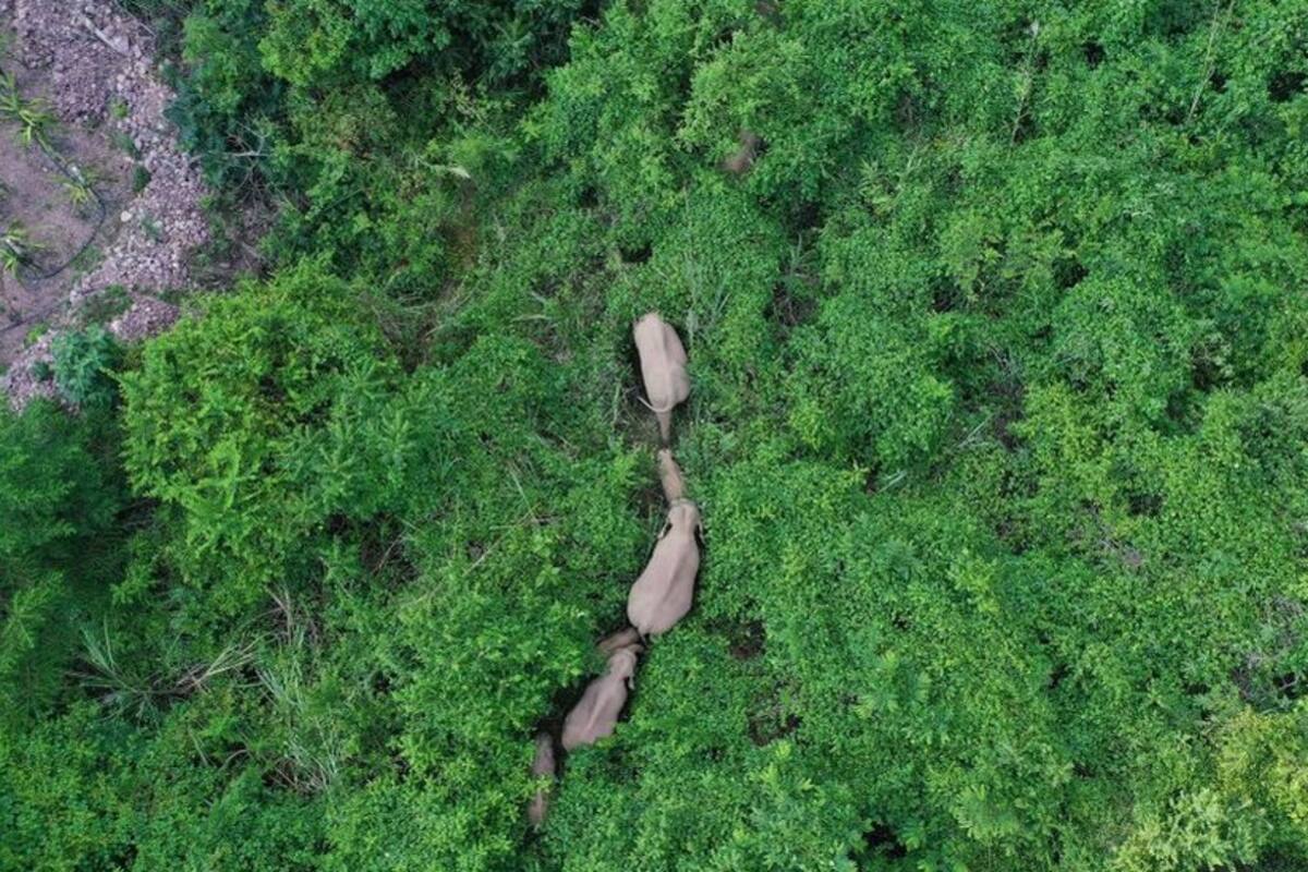 La manada de elefantes que ha recorrido más de 500 kilómetros y que tiene desconcertados a los científicos en China