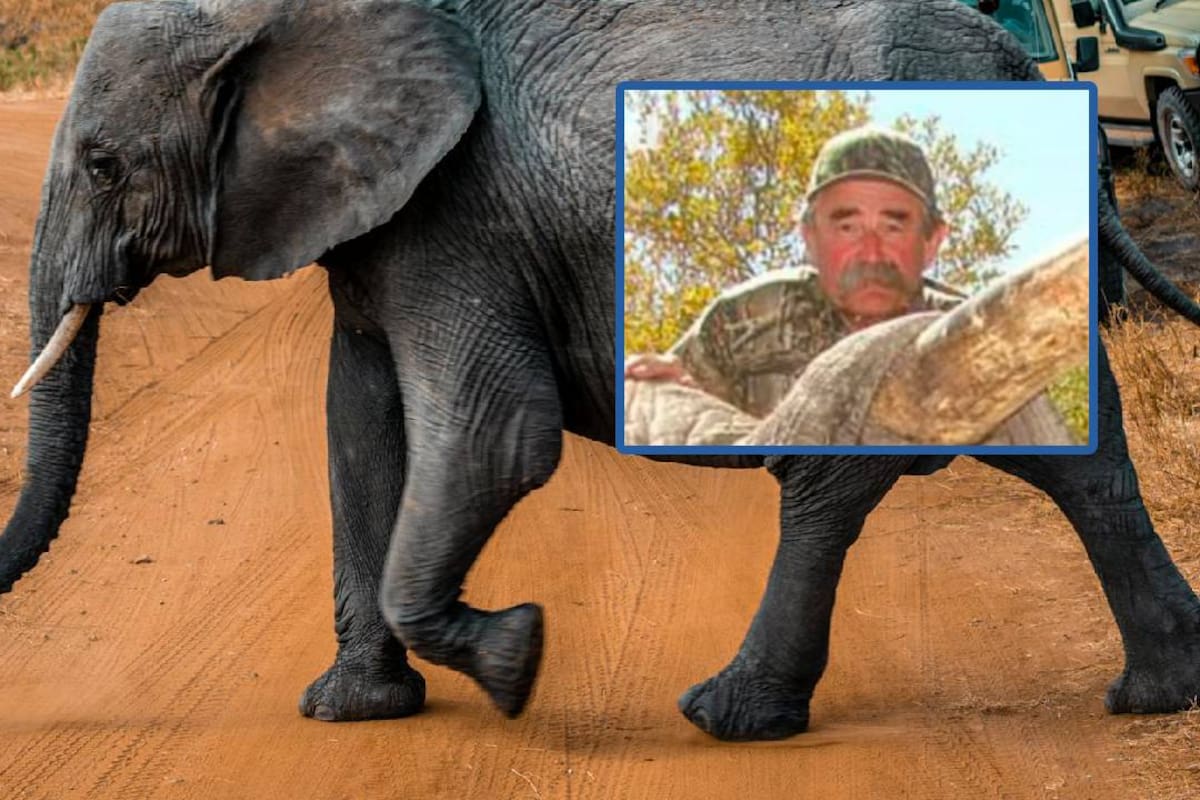 Quién fue Ernie Dosio, cazador millonario aplastado por 5 elefantes durante una excursión en África