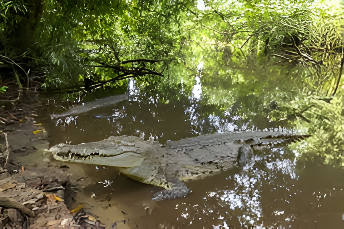 Diferencia entre Cocodrilo, Caimán y Aligátor: Tres grandes reptiles