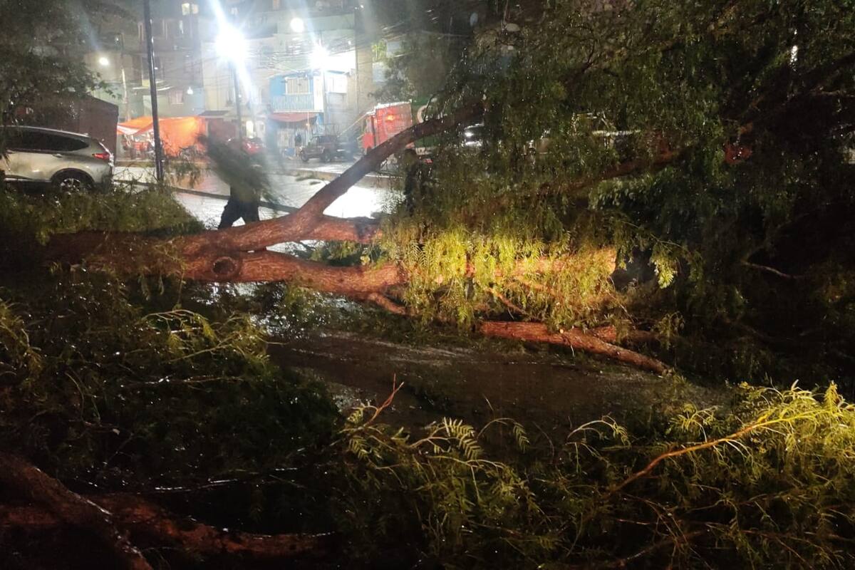 Otro árbol cae en la Ciudad de México por las lluvias y afecta a unidades de trolebus