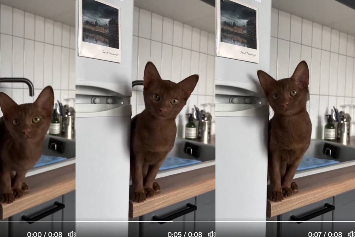 Gatito conquista las redes sociales por el inusual color café de su pelaje