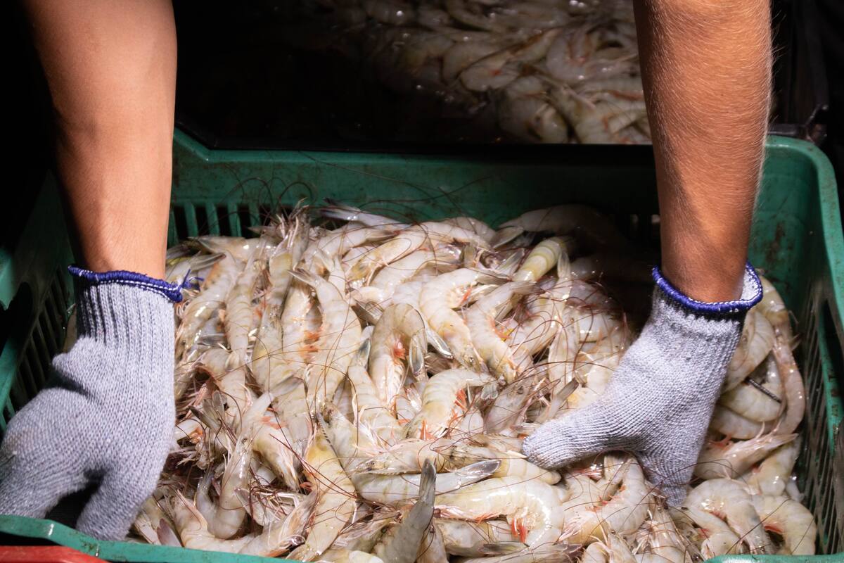 Encabeza Cajeme captura de camarón entre localidades productoras