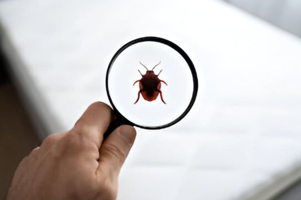 ¿Cómo limpiar un colchón manchado por chinches? Métodos efectivos para lograrlo