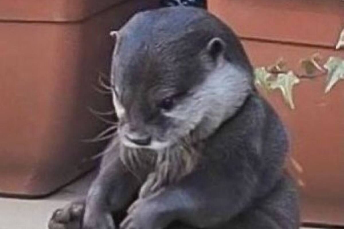Nutria experimenta depresión luego de que su cuidador se fuera de vacaciones: Un vinculo más allá de las especies
