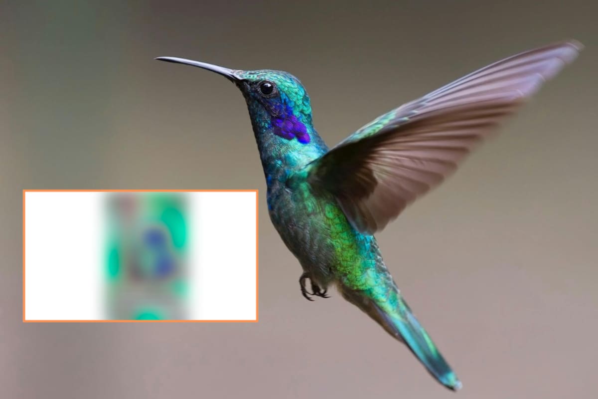 Este colibrí con “orejitas” de gato se vuelve viral por su peculiar apariencia