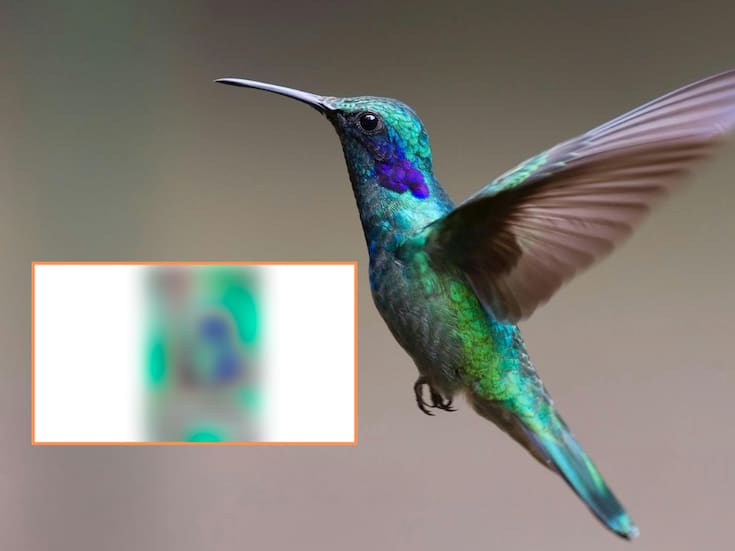 Este colibrí con “orejitas” de gato se vuelve viral por su peculiar apariencia