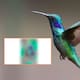 Este colibrí con “orejitas” de gato se vuelve viral por su peculiar apariencia