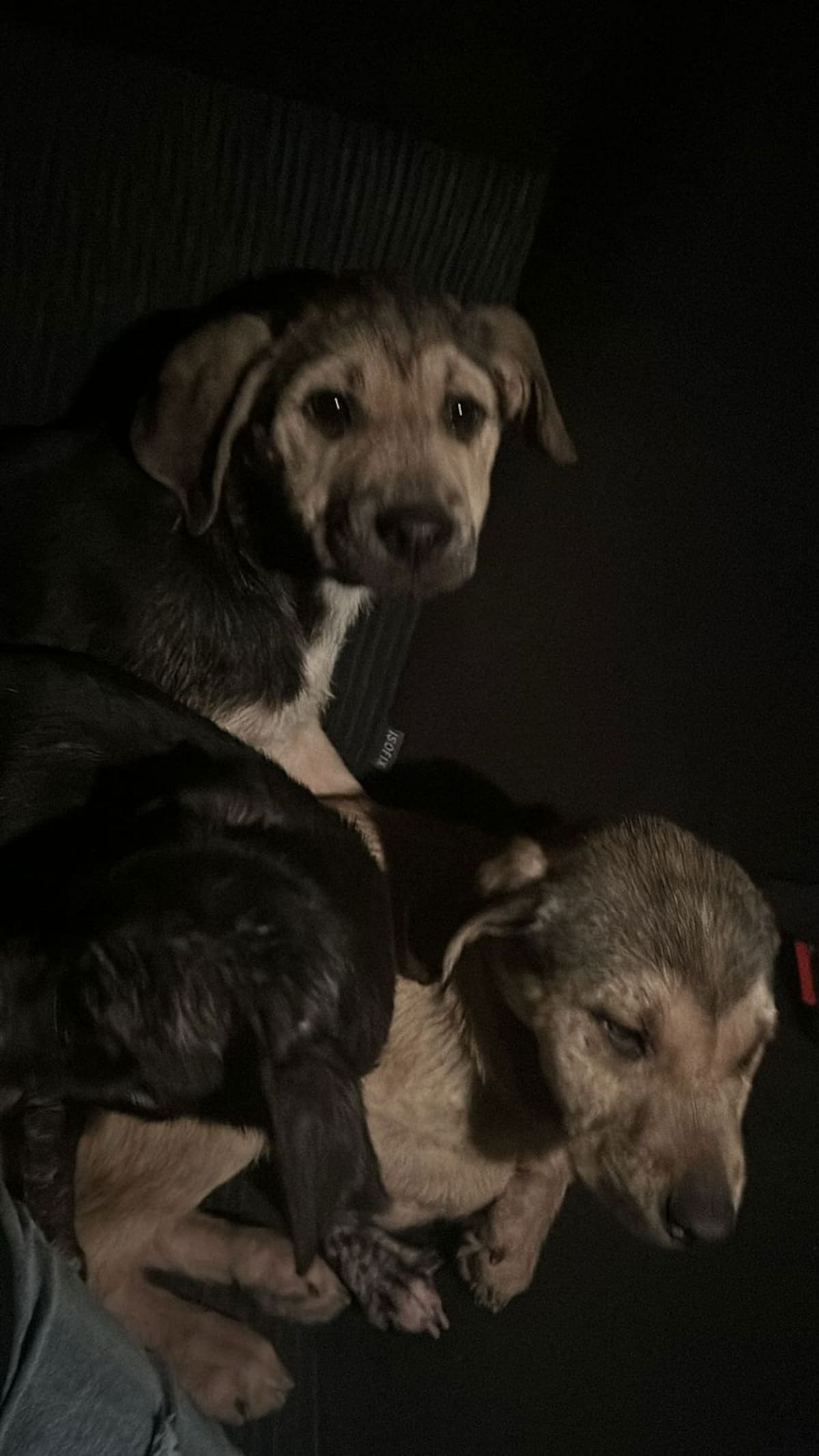 Los animalitos se encontraban en condiciones de precariedad y maltrato.