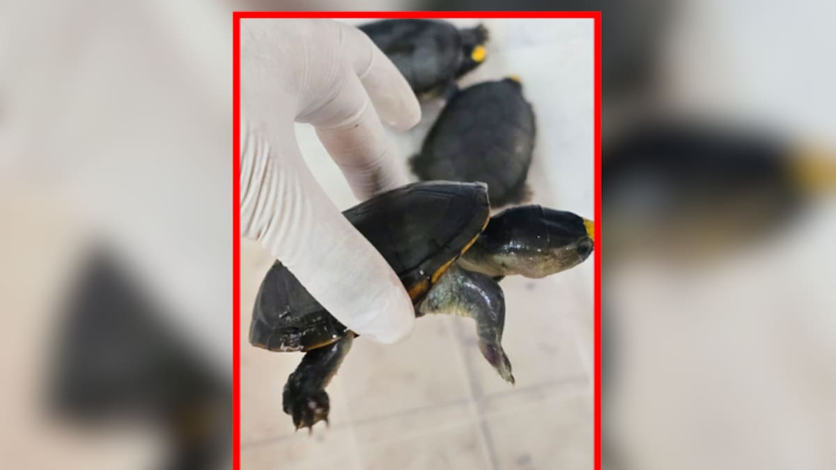 Hallan más de 2,300 tortugas y 2 toneladas de aletas de tiburón y totoaba en casas de Guadalajara