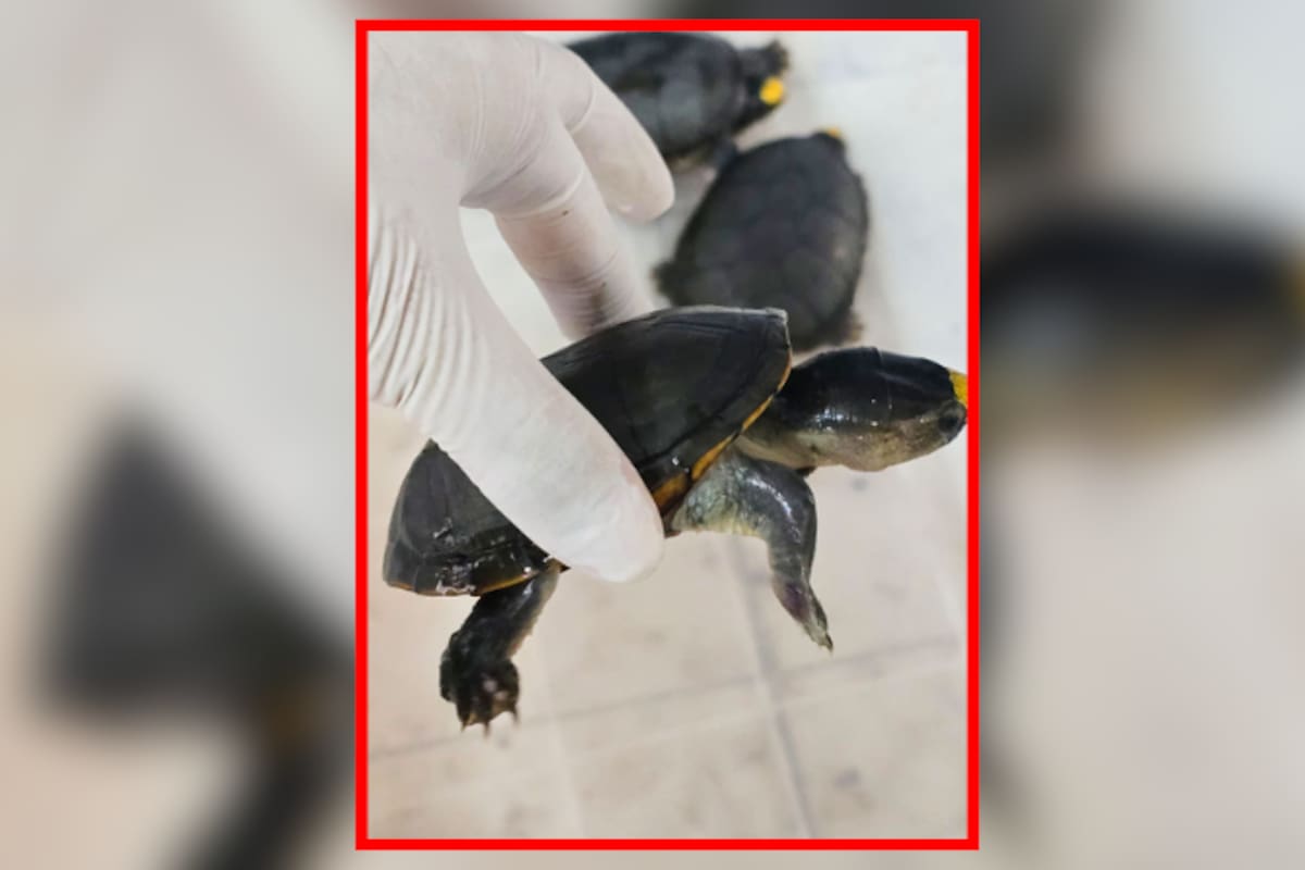 Hallan más de 2,300 tortugas y 2 toneladas de aletas de tiburón y totoaba en casas de Guadalajara