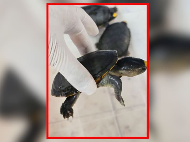 Hallan más de 2,300 tortugas y 2 toneladas de aletas de tiburón y totoaba en casas de Guadalajara