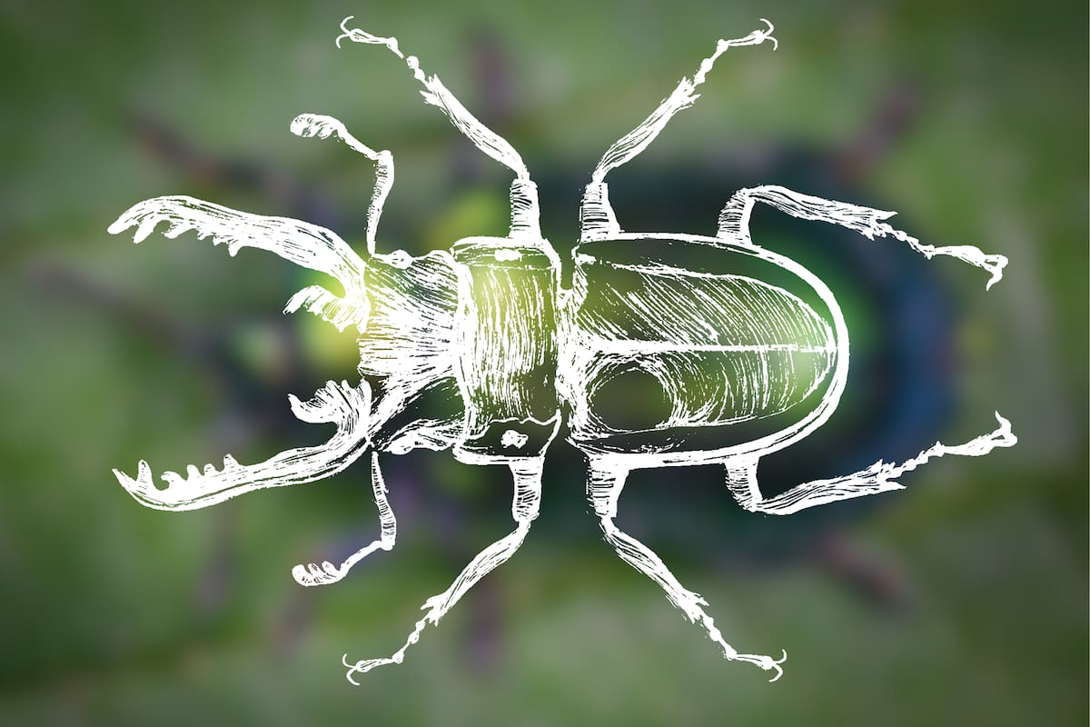 Una de las especies de insectos más longevas se encuentra en América