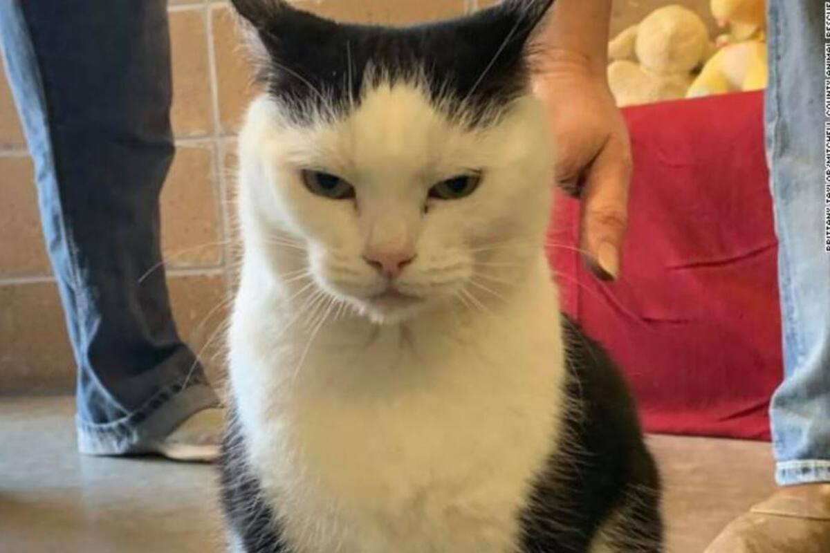 Dan en adopción a la "peor gata del mundo"; finge enfermedades