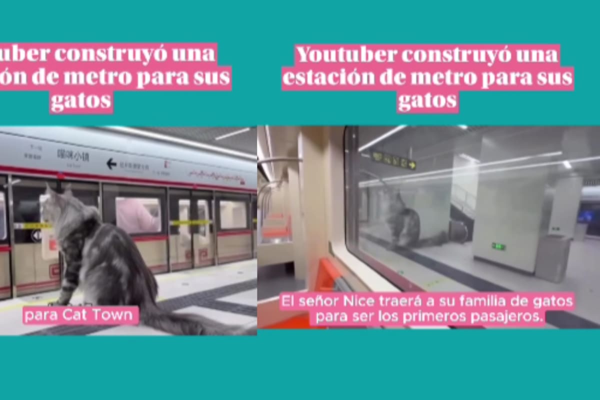 Influencer construye una estación de metro exclusiva para sus gatos y se vuelve viral
