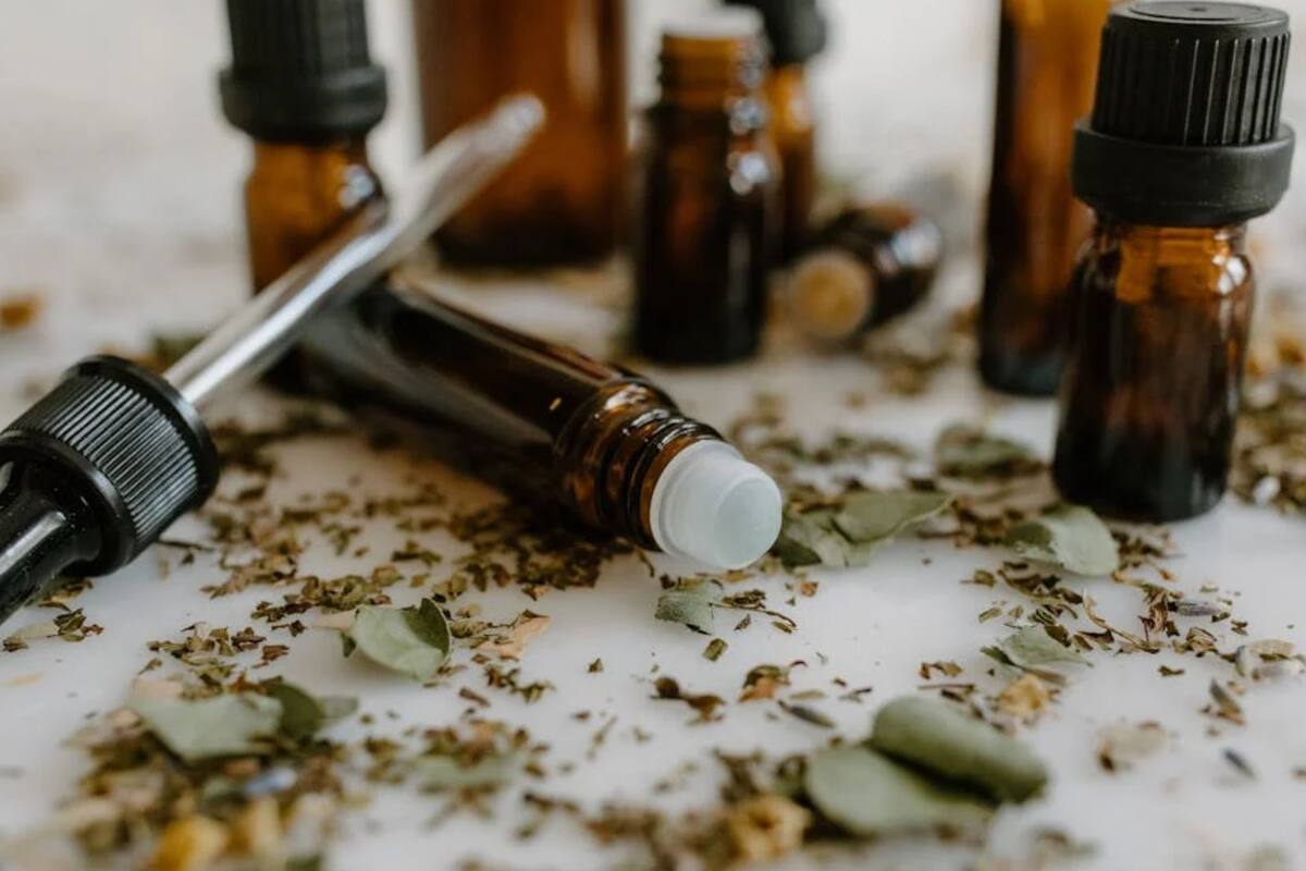 La planta que debes tener en tu hogar para alejar los mosquitos