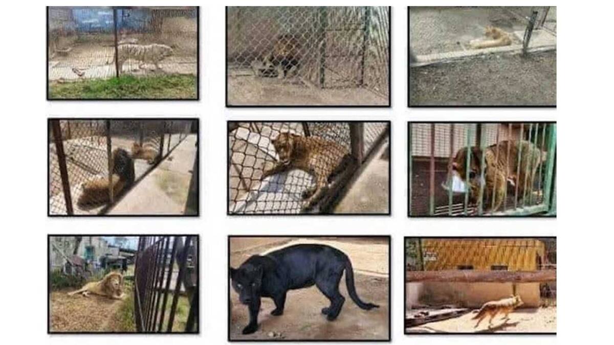 Un total de 27 animales exóticos entre felinos, búfalos, mapaches y más fueron decomisados a los 40 detenidos.