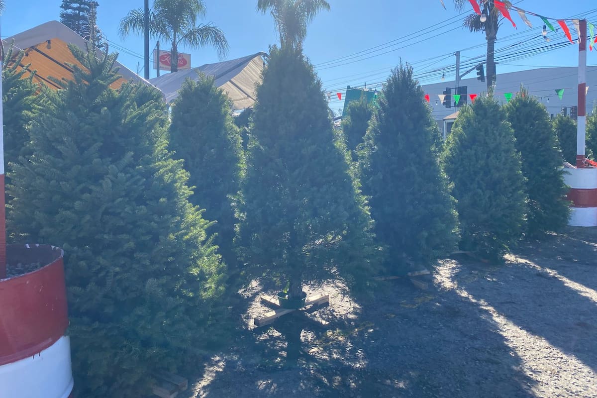 Arranca venta de árboles navideños; van desde los mil 300 pesos