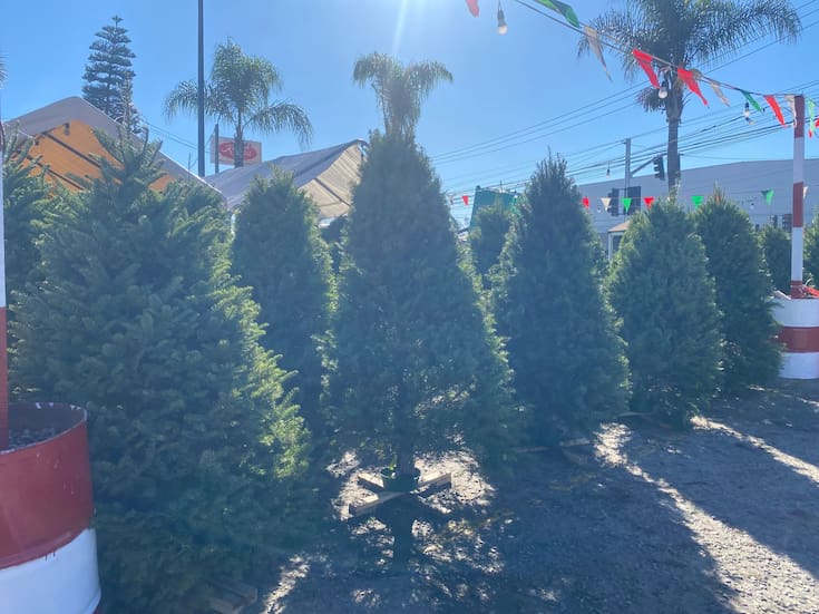 Arranca venta de árboles navideños; van desde los mil 300 pesos