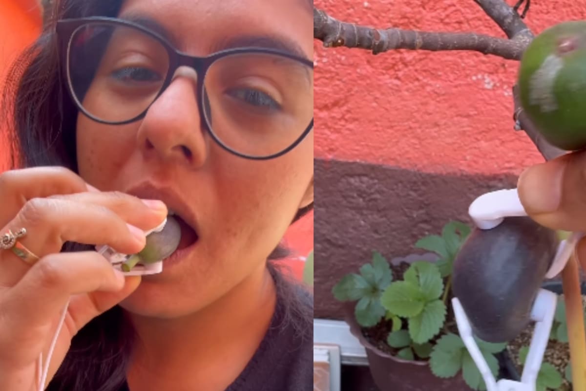 “Ahora ya no me voy a poder comer un higo a gusto, ¿qué tal si eran sus gritos?” Una máquina capaz de traducir señales biológicas de frutas y verduras desata la imaginación de miles de internautas