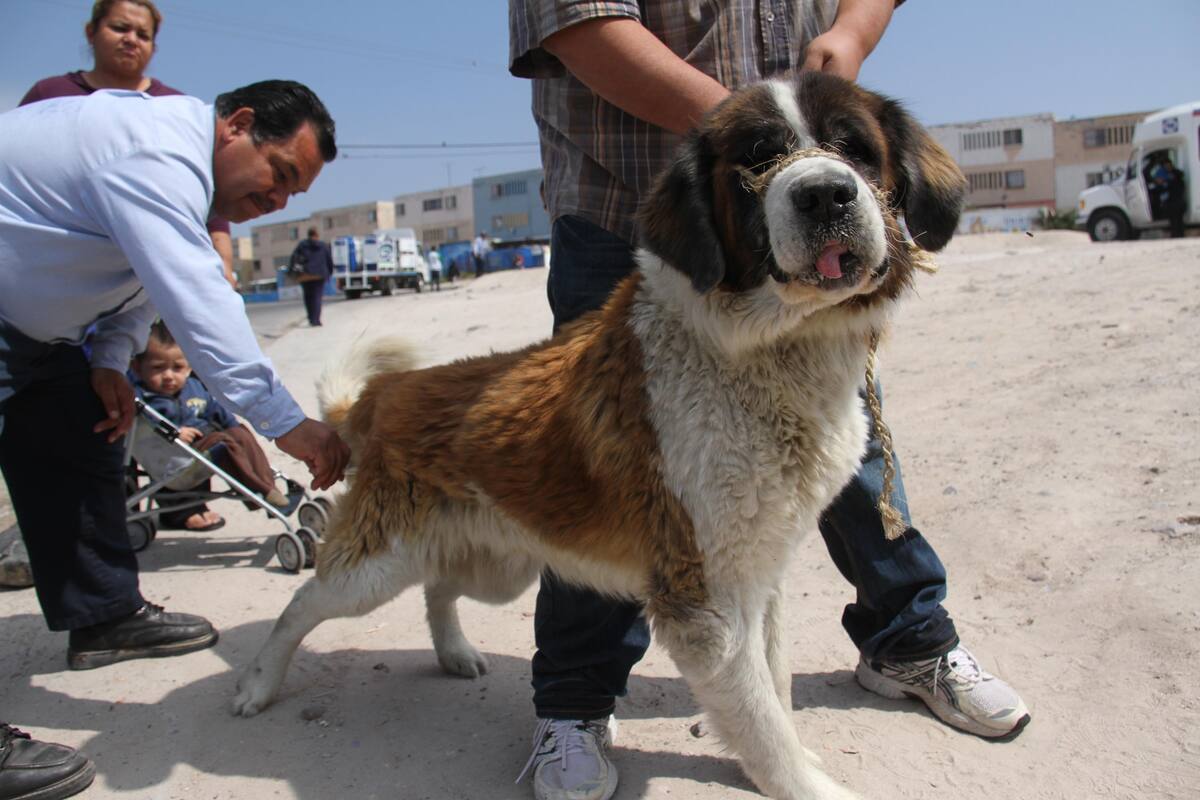 Alrededor de 65 mascotas, entre perros y gatos, chicos, medianos y grandotes, han sido vacunados contra la rabia durante una campaña de salud en la colonia Presidentes.
A punto de irse la camioneta que transporta las vacunas, se extendió la orden para quedarse hasta las 13:00 horas de este lunes, para que más animalitos puedan ser vacunados.