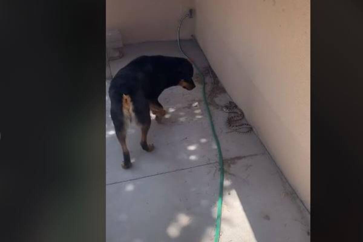 Perro defiende a un gato de que una víbora le hiciera daño y la escena se viraliza