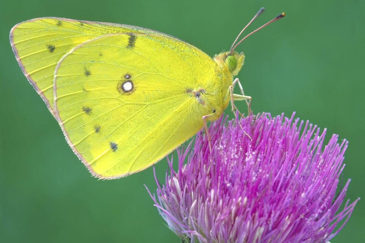 El mundo perdió 27% de los insectos terrestres en 30 años, ¿Por qué esto sería catastrófico para la Tierra?