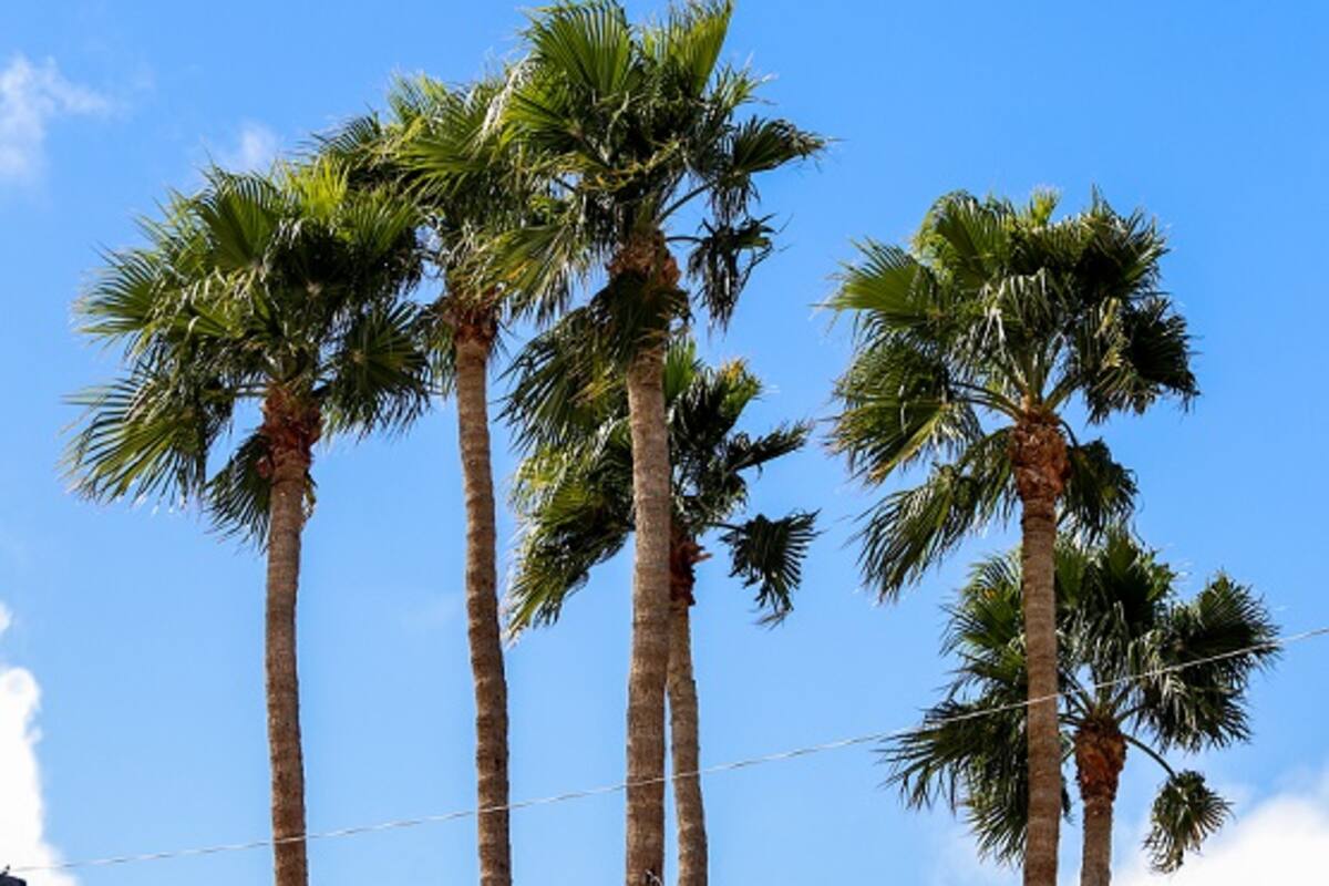 Vientos han alcanzado los 65 km/h en Mexicali