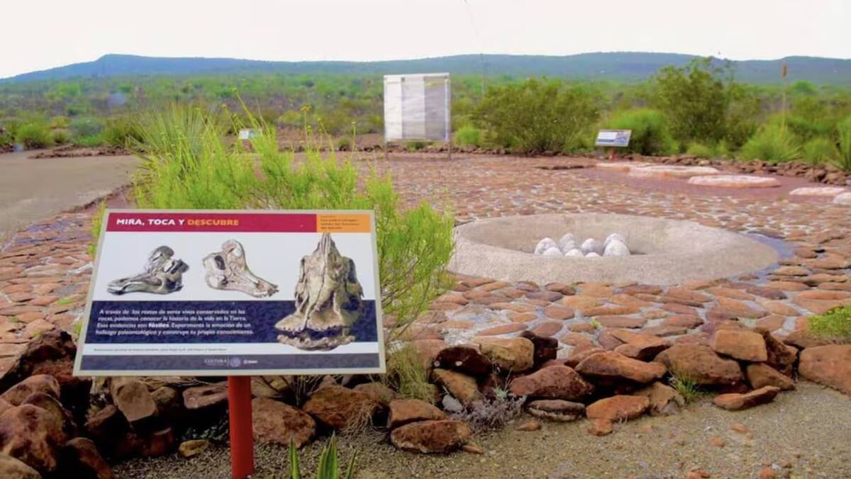 El Velafrons coahuilensis, también conocido como el “dinosaurio pico de pato”. Foto: Sectur Coahuila
