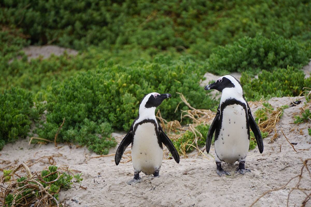 La conmovedora foto de dos pingüinos viudos consolándose que ganó el premio Ocean Photograph Awards