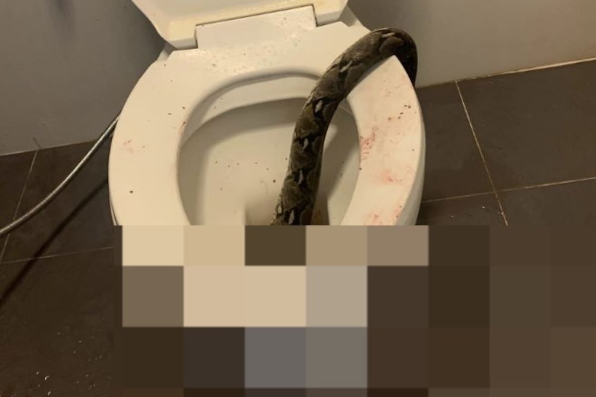 Tailandia: Hombre sufre mordida en los testículos por pitón que salió del inodoro